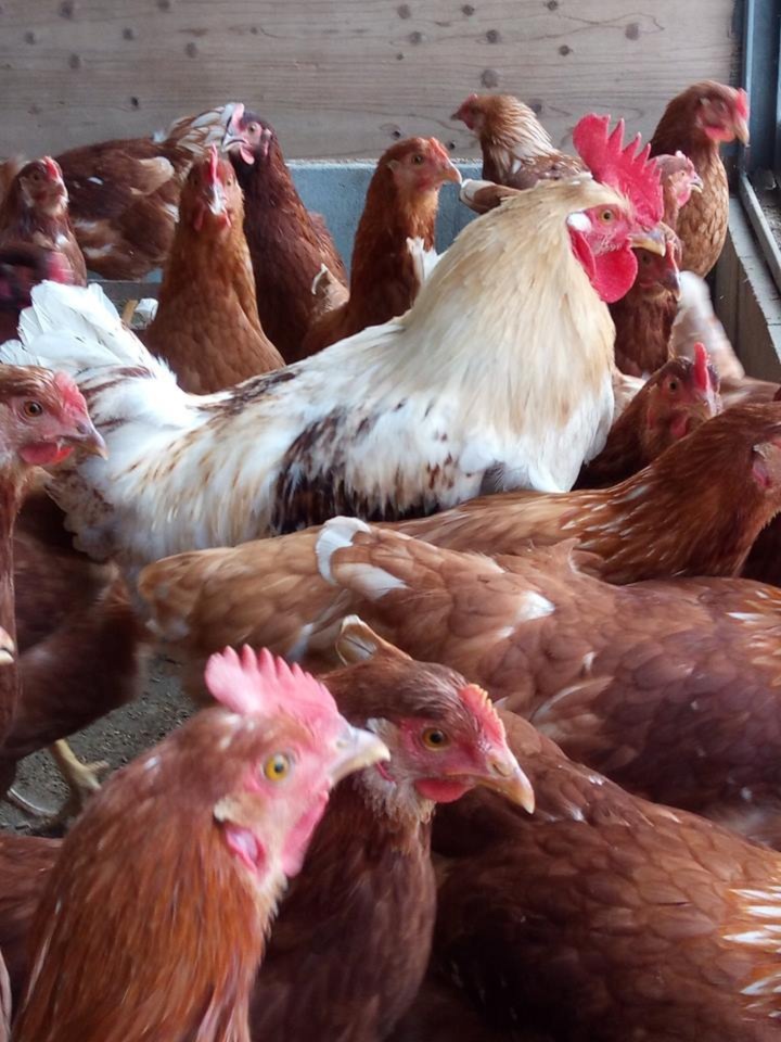 発酵ベッドでホカホカしあわせ鶏の平飼有精卵40個「ほんまの卵」クール便 | 農家漁師から産地直送の通販 ポケットマルシェ