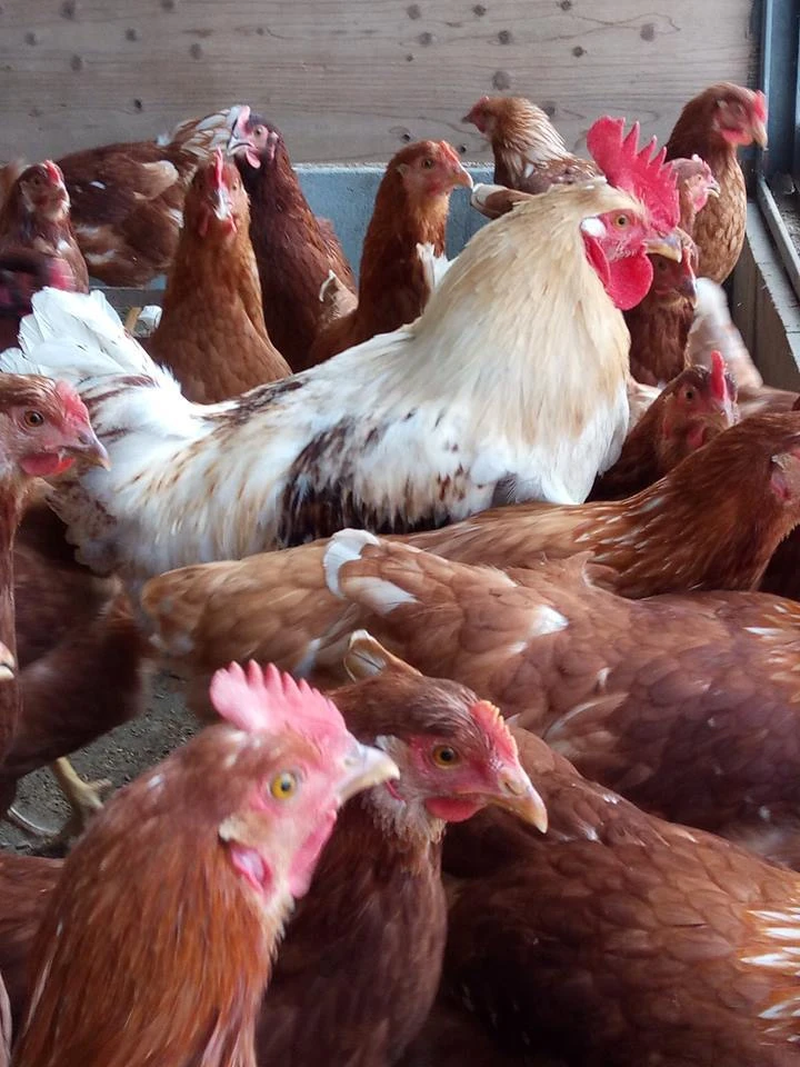 発酵ベッドでホカホカしあわせ鶏の平飼有精卵40個「ほんまの卵」クール便