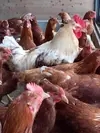 発酵ベッドでホカホカしあわせ鶏の平飼有精卵40個「ほんまの卵」クール便
