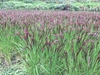 【おもちついたよ！】自然栽培・天日干しの赤米100%！