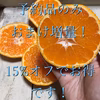 【1/15頃発送開始】予約販売15%オフ！農薬不使用のお家みかん【訳あり】