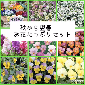 秋から翌春のお花たっぷりセット★ビオラ＆アリッサム＆ストック16苗よりお任せ