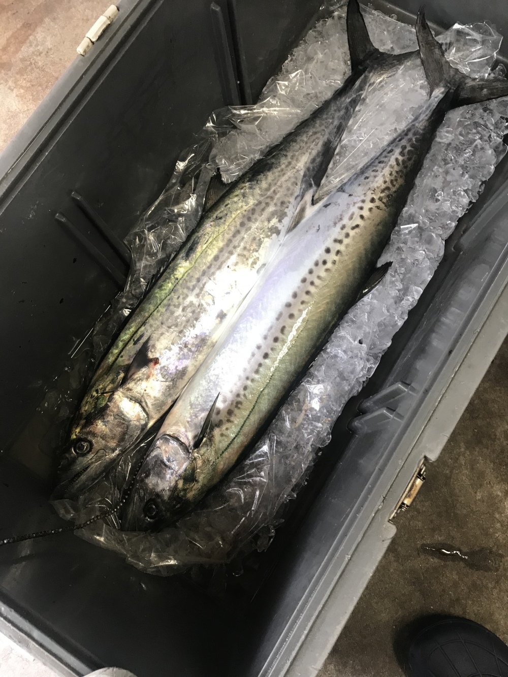 モニター価格 釣りたての鰆 2 5kg 農家漁師から産地直送の通販 ポケットマルシェ