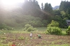 yotacco山プレミアム　農薬不使用　無施肥栽培ジャガイモ　メークイン2kg