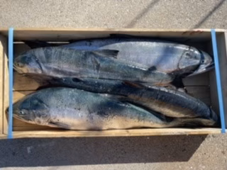 活〆秋鮭オス　下処理後3.0kg以上荒巻（塩）のみ【木曜日のみ出荷】