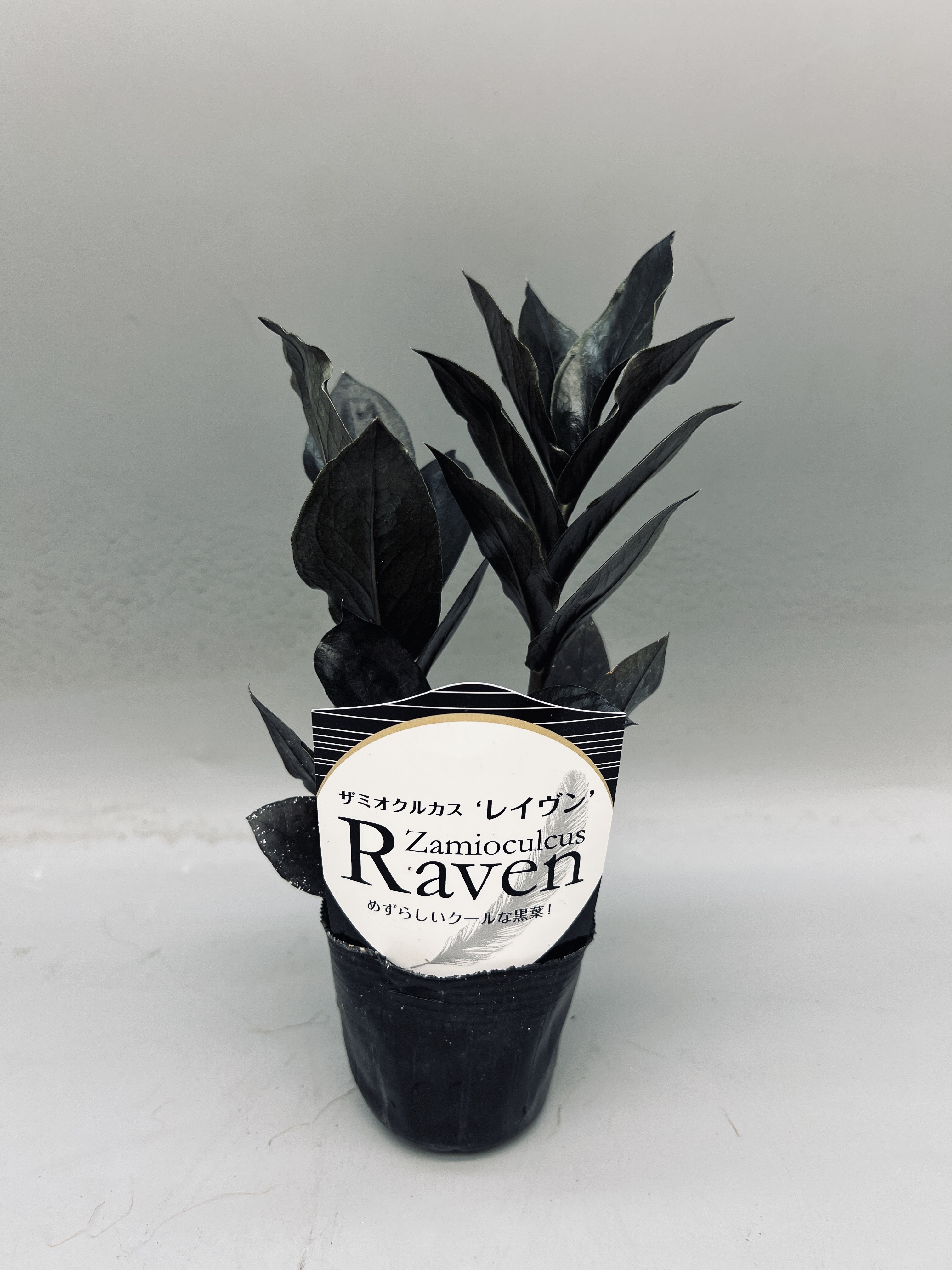 斑入りザミオクルカス鉢ごと 斑入りザミオクルカス鉢ごと現品 斑入り