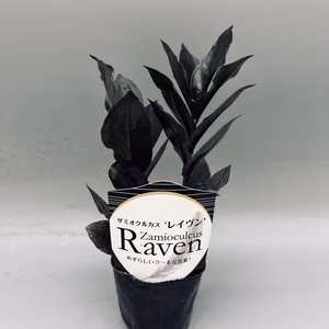 【希少品種！】ザミオクルカス・レイヴン　苗3号