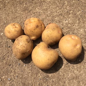 （手間いらず）ちびじゃがキタアカリ　5キロ