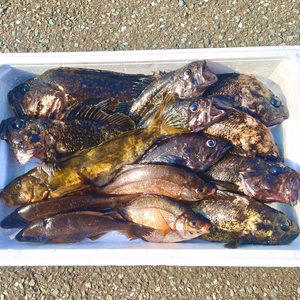 鮮魚ボックス❗️青森県津軽海峡産❗️サービスで増量❗️