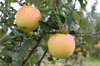 【年内発送12/17注文分まで】蜜入りの黄色いりんご ぐんま名月4.5kg