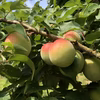 【黄梅】〜南高梅〜〈6月発送〉