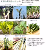 天然山菜4種以上詰合せA 1000g以上 山形産《予約受付》