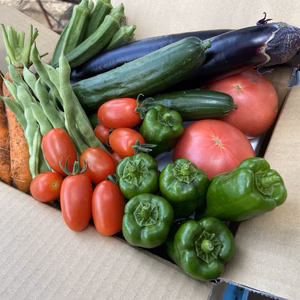 発送日収穫約束の新鮮夏野菜セット（8種類確約）