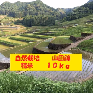 【４月セール】自然栽培「山田錦」精米　１０ｋｇ