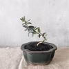 【父の日ギフトにも◎】手のひらサイズ　種から育てたオリーブミニ盆栽 (PS196