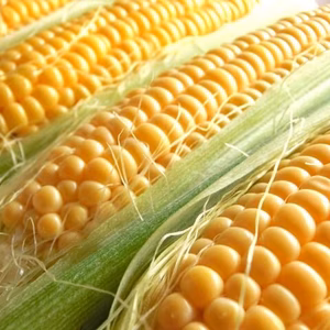 一度食べたらやめられない　やみつきとうもろこし（サイズ混合で5kg）