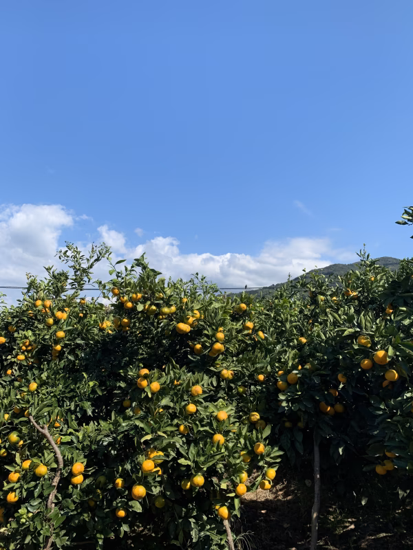 甘酸っぱい❤️ゆら早生　訳アリ　2.8kg  和歌山県下津町産