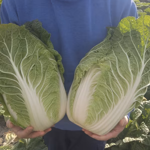 ◆リピーター続出◆オレンジクイン白菜２玉【漢方栽培】