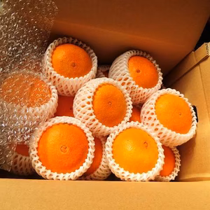 屋根掛け愛果28号 5ｋｇ