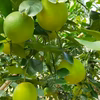 【愛知県産】心奪われる香り　温室ベルガモット(果皮緑～黄緑色)　ご自宅用