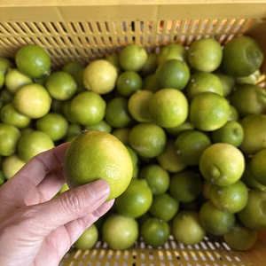 【お買得】香りが良いタヒチライム1kg〜★ノーワックス・農薬節減★無選別お徳用