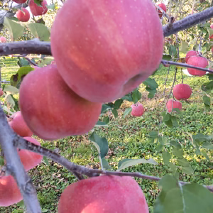 シャキっと新鮮！やまたか農園の「サンふじ」(家庭用)！