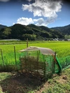 令和元年新米！[合鴨米]白米1kg 栽培期間中農薬不使用 熊本県産 ヒノヒカリ