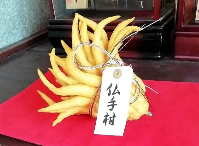 小】縁起物の珍柑橘・仏手柑！お正月飾りやマーマレードに｜香酸柑橘類