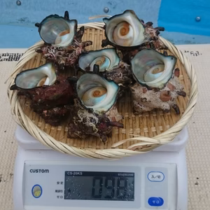 サザエ１～３キロ　お刺身サイズ(選別済)　1キロ/５～８個