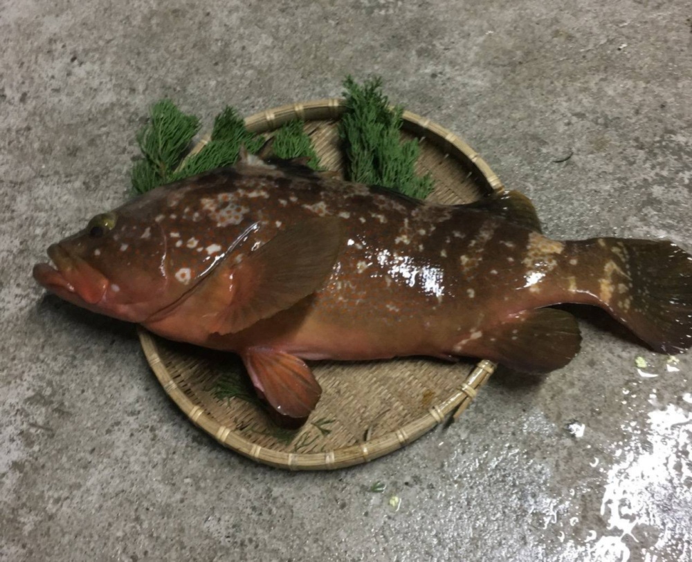 瀬戸内産 活〆天然あこう キジハタ 1kg前後