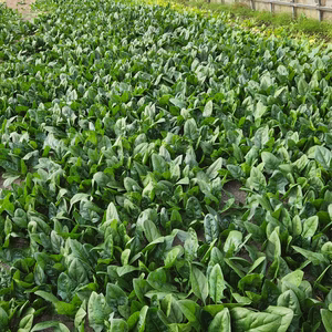 兵庫県産 ほうれん草 栽培期間中農薬不使用