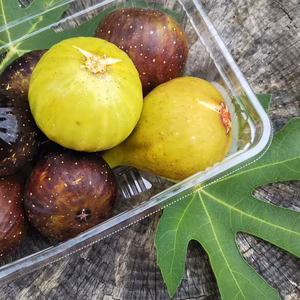 美味！いちじく宝箱☆（小） ２箱   熟したいちじくをお届けします！