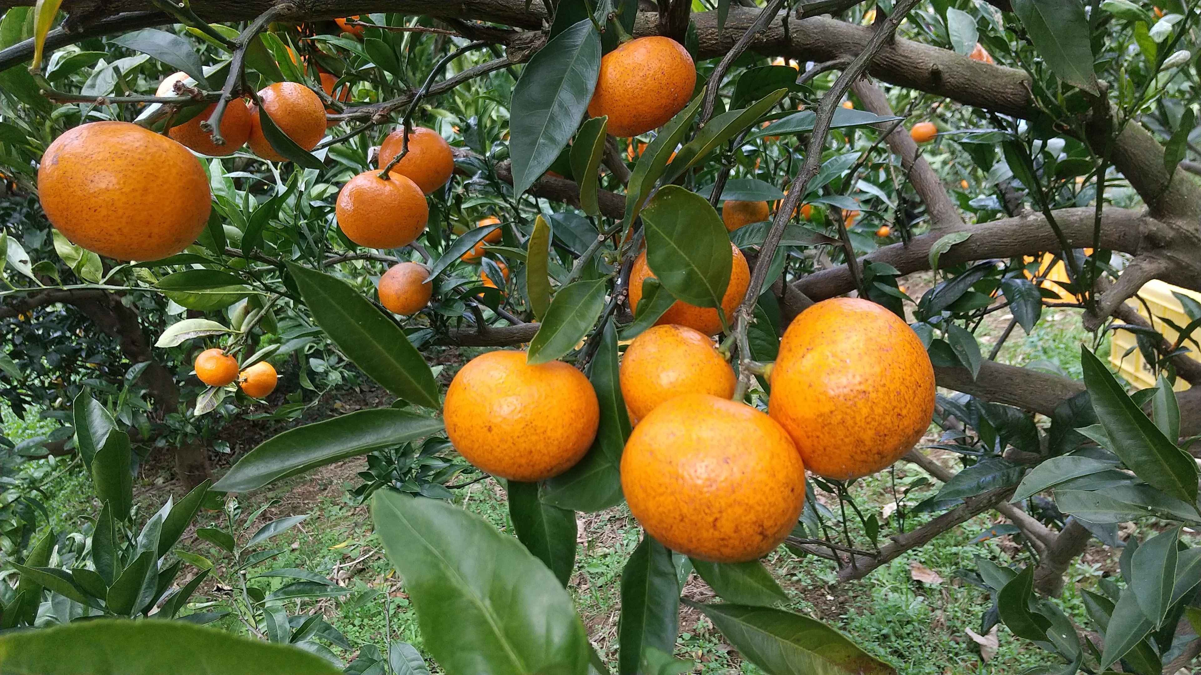 60.お試し 有田みかん 石地 小玉 - 果物