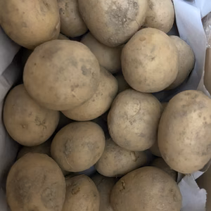 ★奈良県産の新ジャガイモ　Mサイズ　*農薬不使用（ニシユタカ）