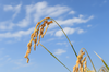 新米《優しい甘みの あきたこまち20㎏》特別栽培米（減農薬減肥料県基準5割以上）