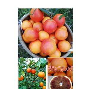 採れたて❣️【低農薬】あま～い‼️情熱のブラッドオレンジ （タロッコ）