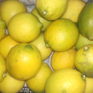 広島県産レモン 皮も使える 訳あり品 3.5kg(約35個入)