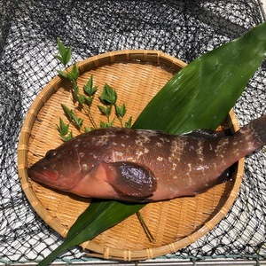 幻の魚 ｱｺｳ ｷｼﾞﾊﾀ 1 3kg 即発送 農家漁師から産地直送の通販 ポケットマルシェ