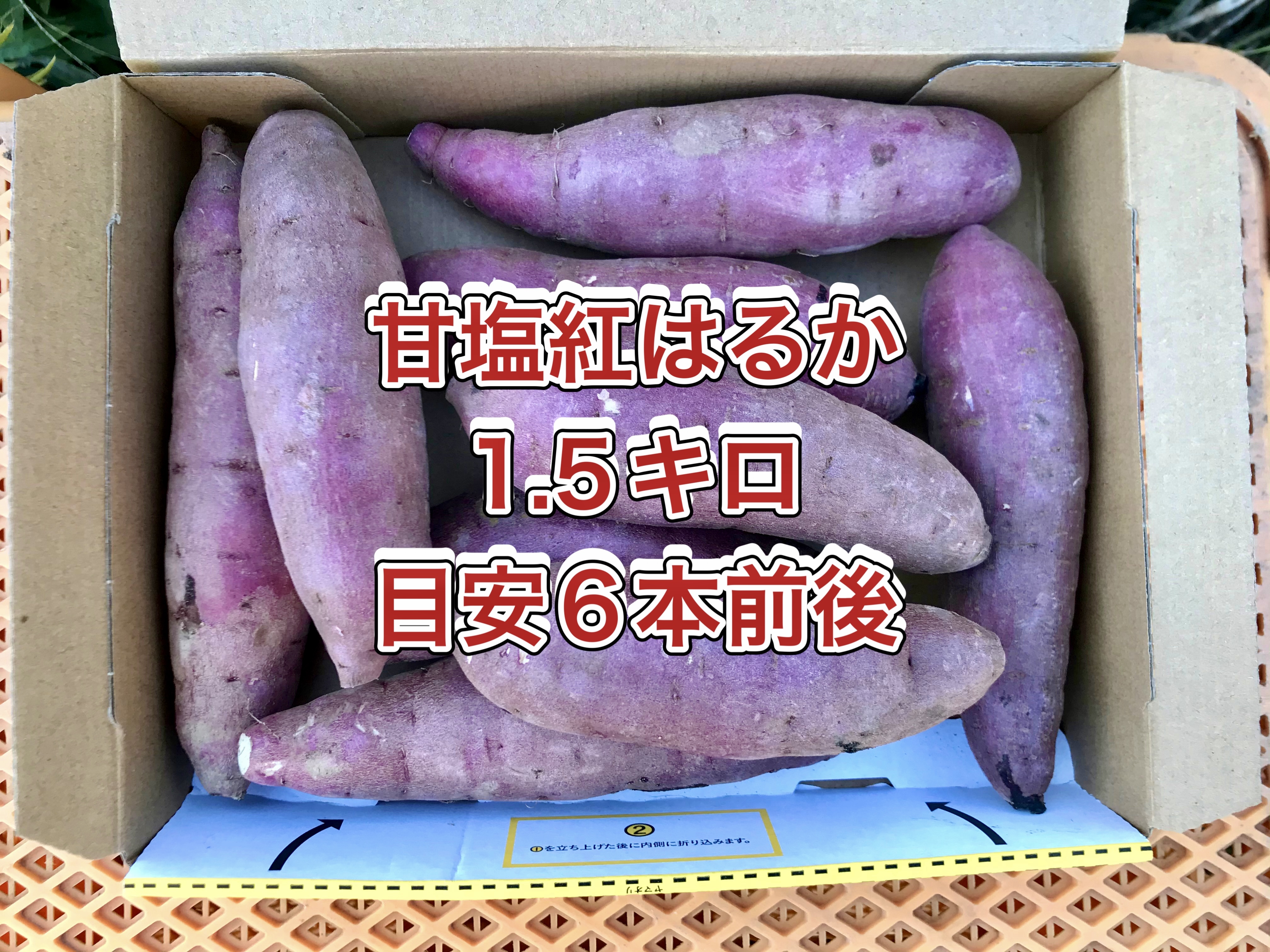 ヤーコン 農薬不使用 箱込み約1.3kg