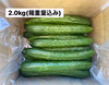 朝採れたて！まっすぐ『おのんきゅうり』