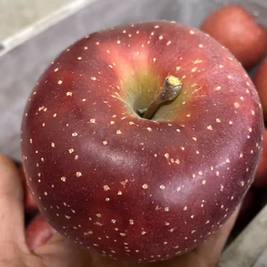 切っても褐変しない【千雪】スマフレ3k