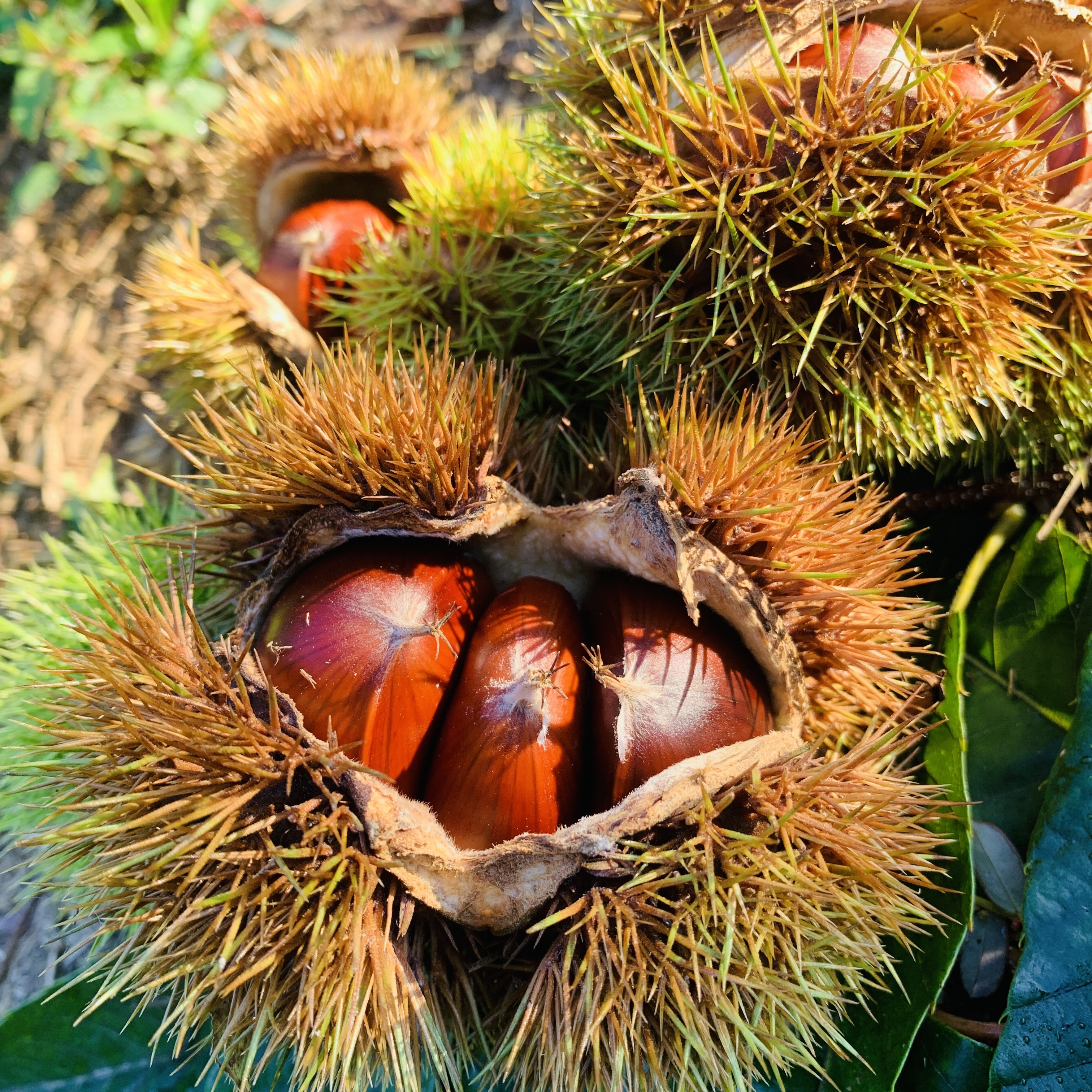 栗（くり）の通販・お取り寄せ商品｜果物｜ポケットマルシェ｜産地直送