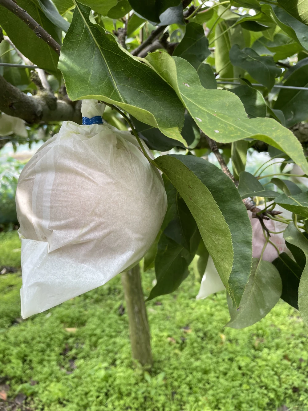 糖度14度超え！！待てば待つほど美味い新雪梨（3kg）