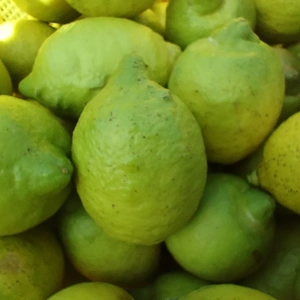 【栽培期間農薬不使用】大崎上島産グリーンレモン4kg