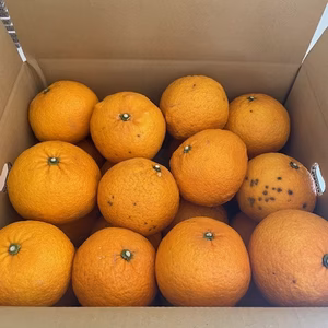 １箱限定【訳あり甘夏みかん 大玉 L・ 2L・３Lミックス】 農薬不使用♪