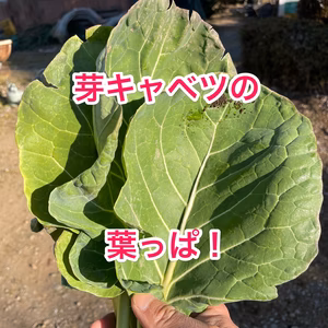 ちゃんと美味しく食べられます！芽キャベツの葉っぱ！！