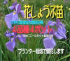 当園改良登録品種 花菖蒲苗４ポットセット