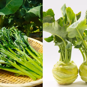 ★お得なセット★スティックセニョール・コールラビ[化学農薬・化学肥料不使用]