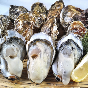 殻付き牡蠣1.5kgと生食用剥き身500ｇセット 松島牡蠣屋　牡蛎 
