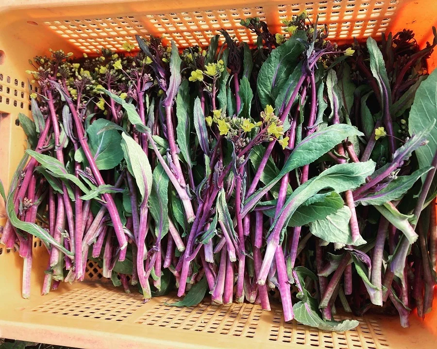 珍しいヨーロッパ野菜と旬の野菜のセット（11月後半）
